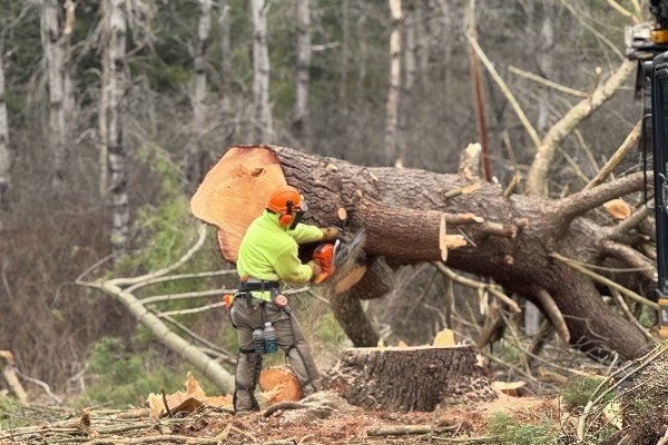 Professional tree removal service