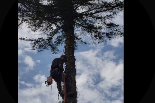 Professional tree trimming service